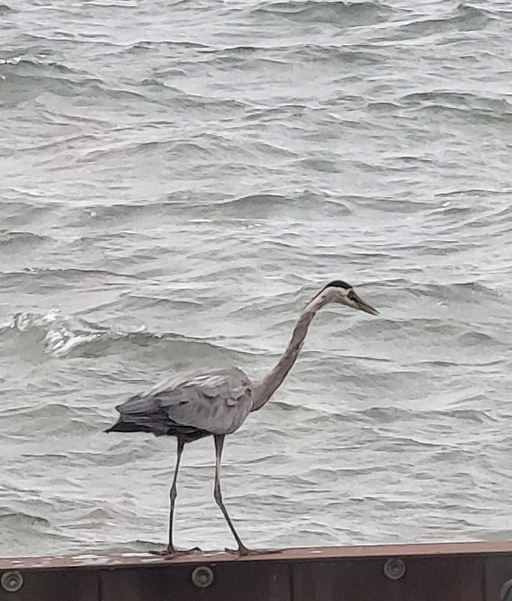 This Blue Heron hung out around the property all week fishing right from the front!