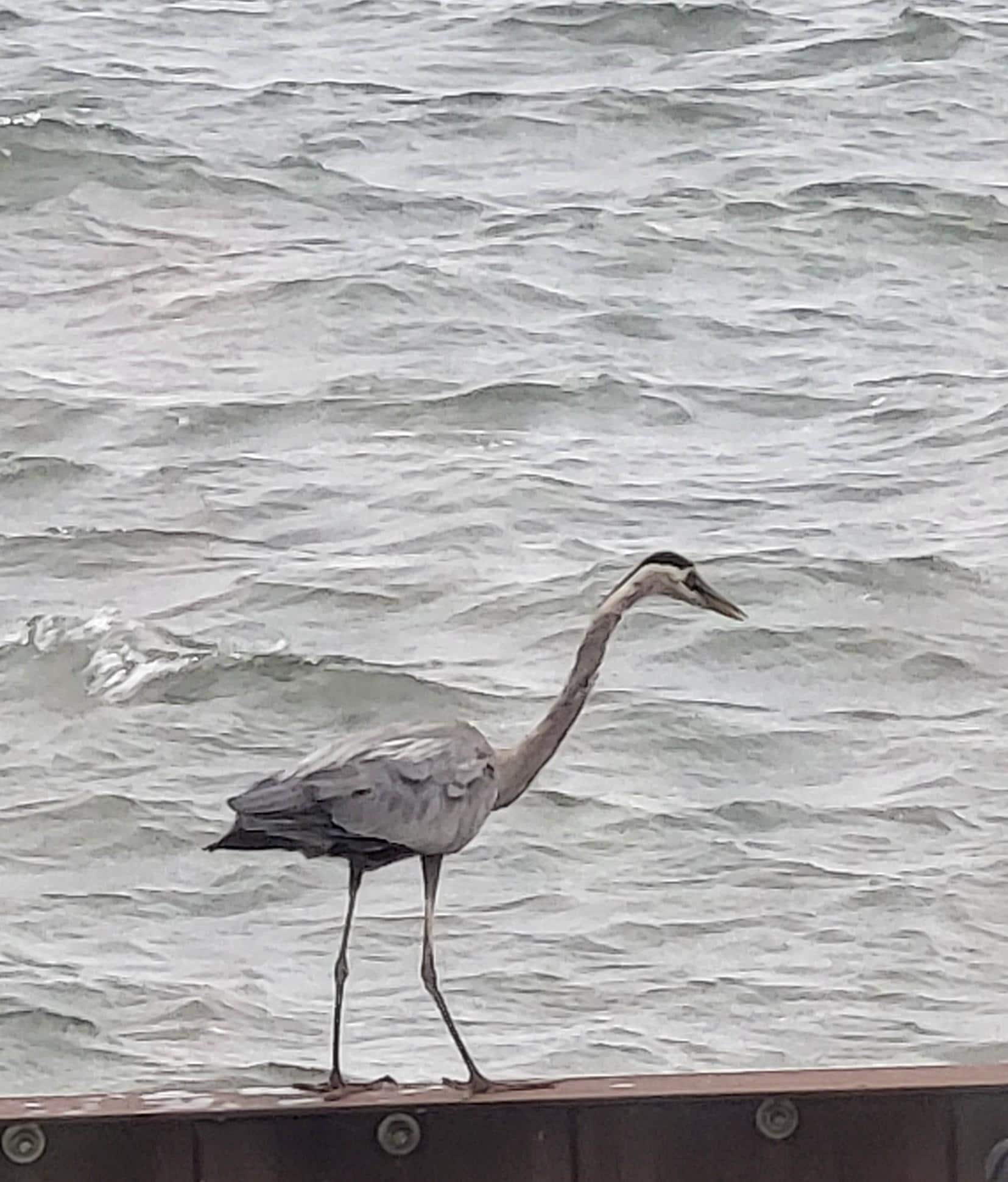 This Blue Heron hung out around the property all week fishing right from the front!