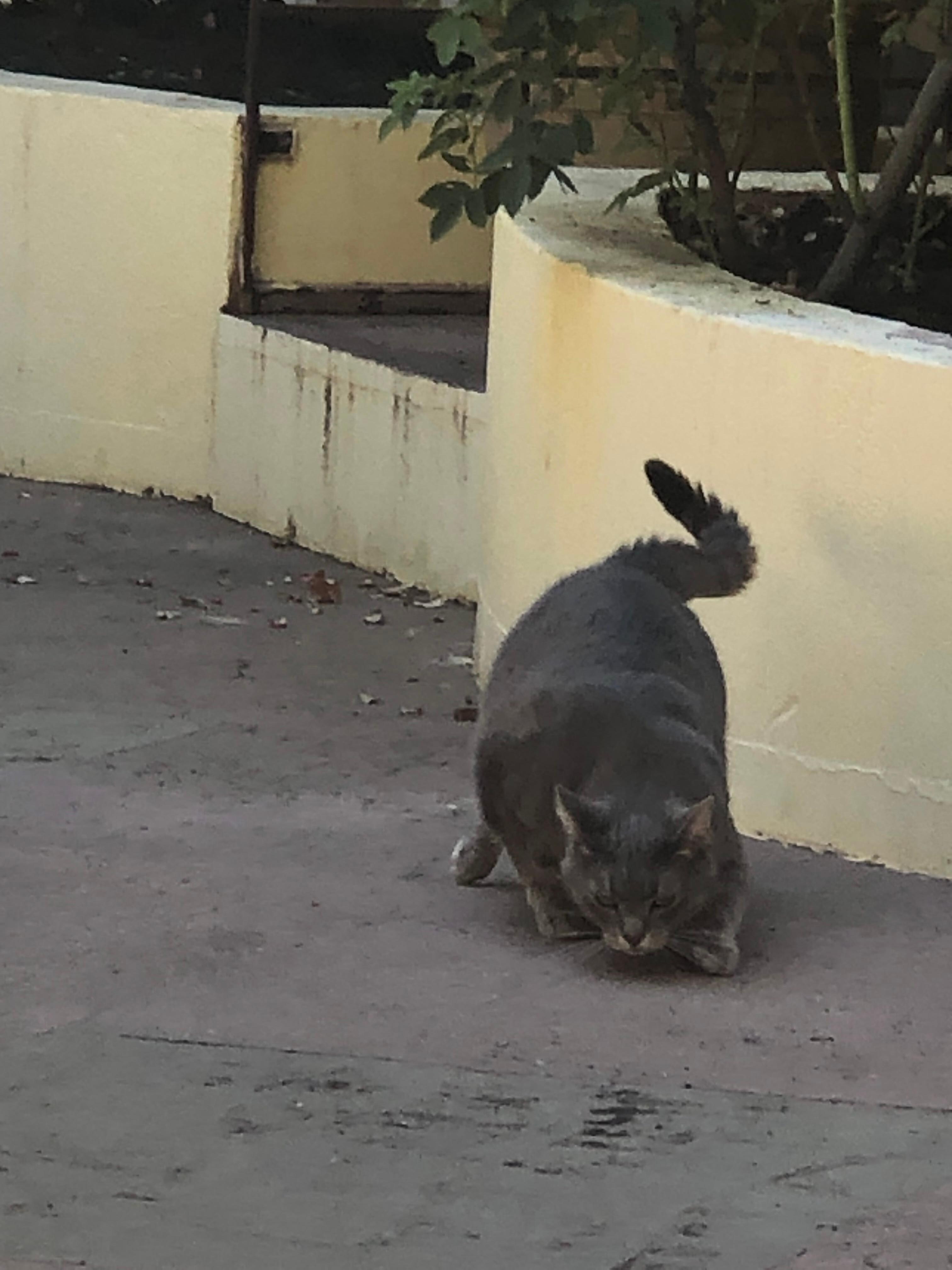 Happy cat