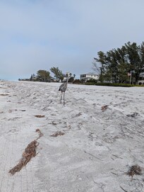 The beach in the backyard was awesome !