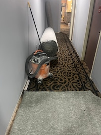 rolled carpet, tons of dust, pulled up floors in the entire hallway.