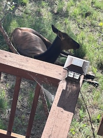 Elk by the deck
