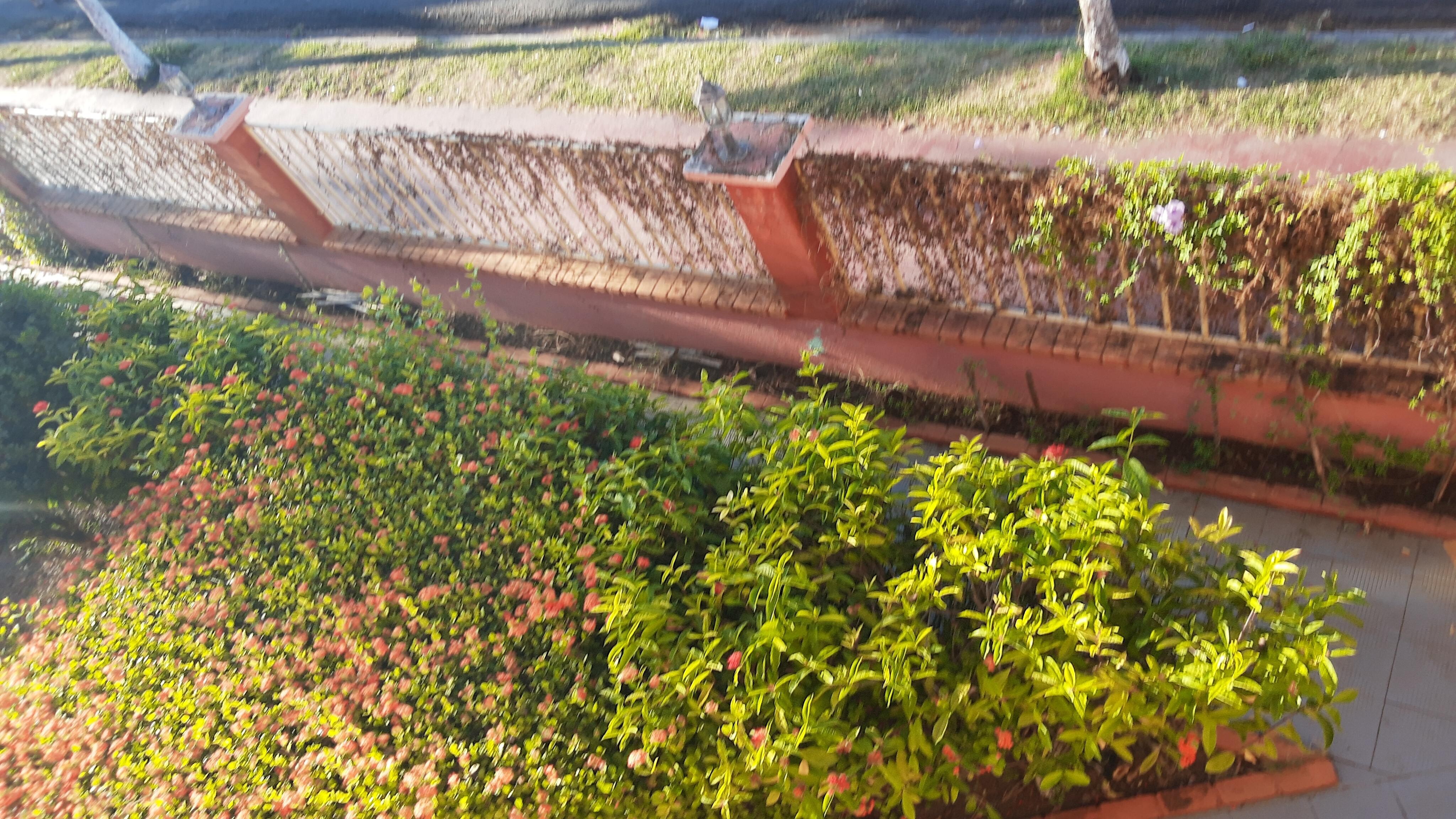 Rusted metal fence with dead plants surround the building