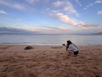 Turtles down the beach