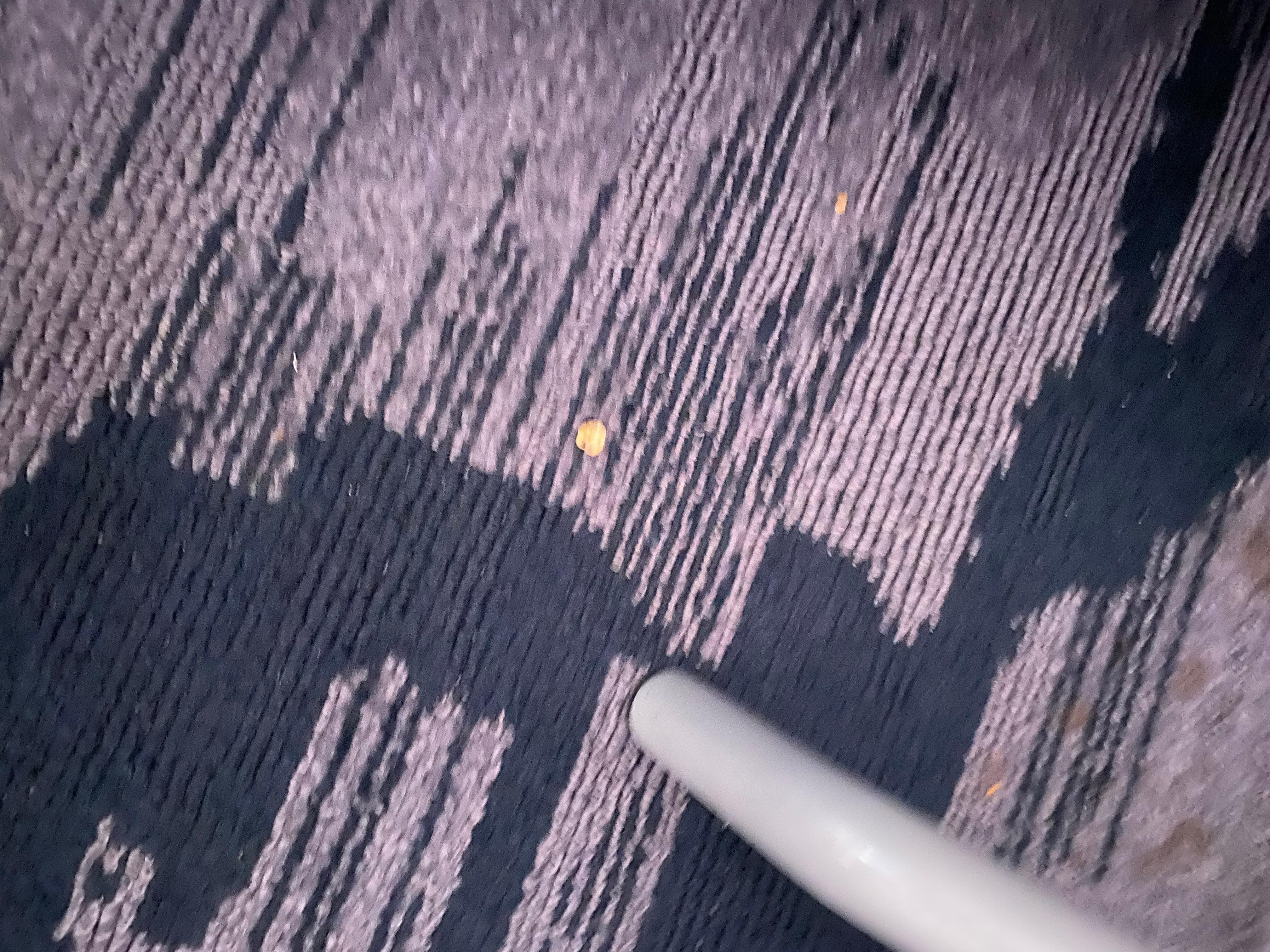 Carpet needs vacuuming