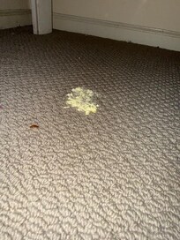 Pile of something gross under a twin bed