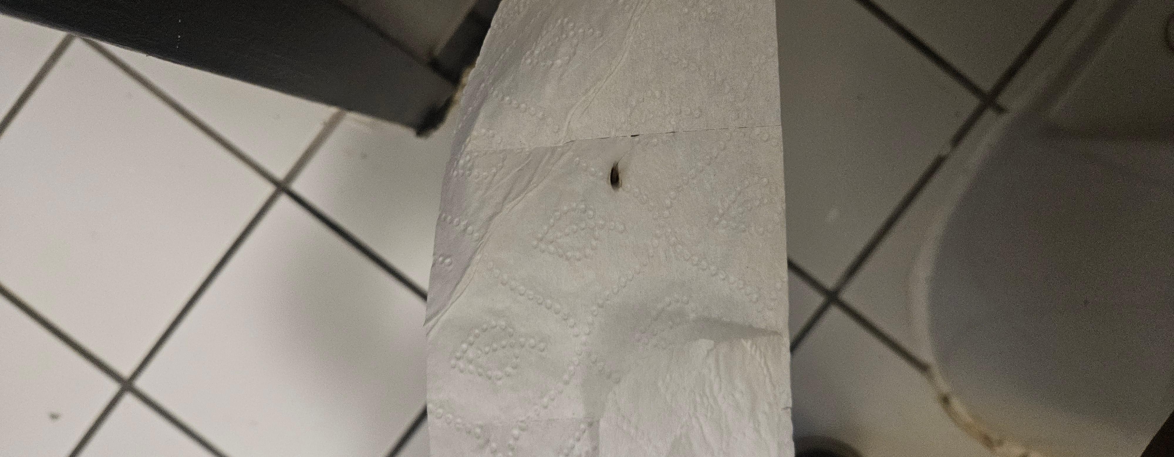 Live Roach on the toilet paper