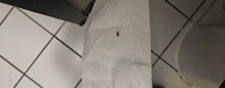 Live Roach on the toilet paper