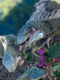 Lots of (aggressive) igunas