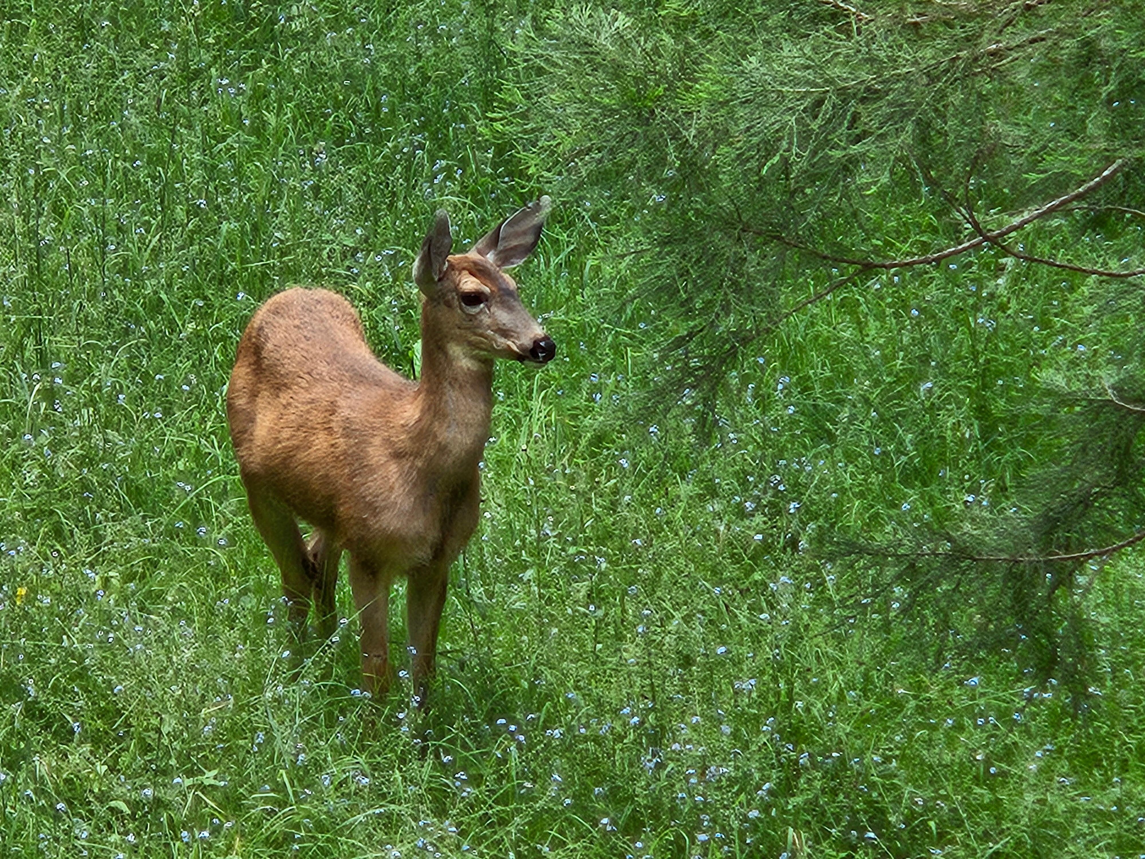 Front yard