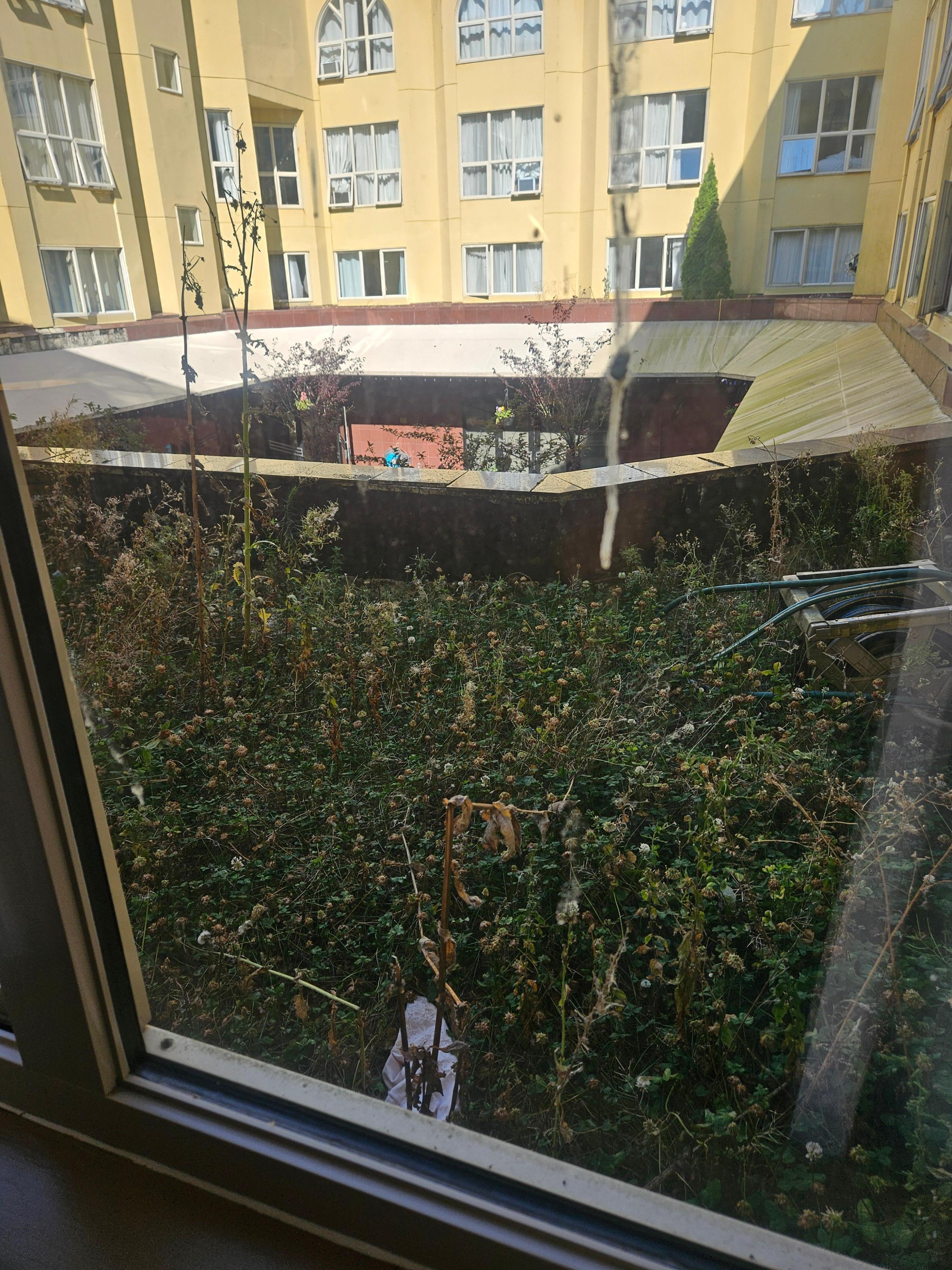Bird poop on the window, accompanied by weeds and someone's underwear outside