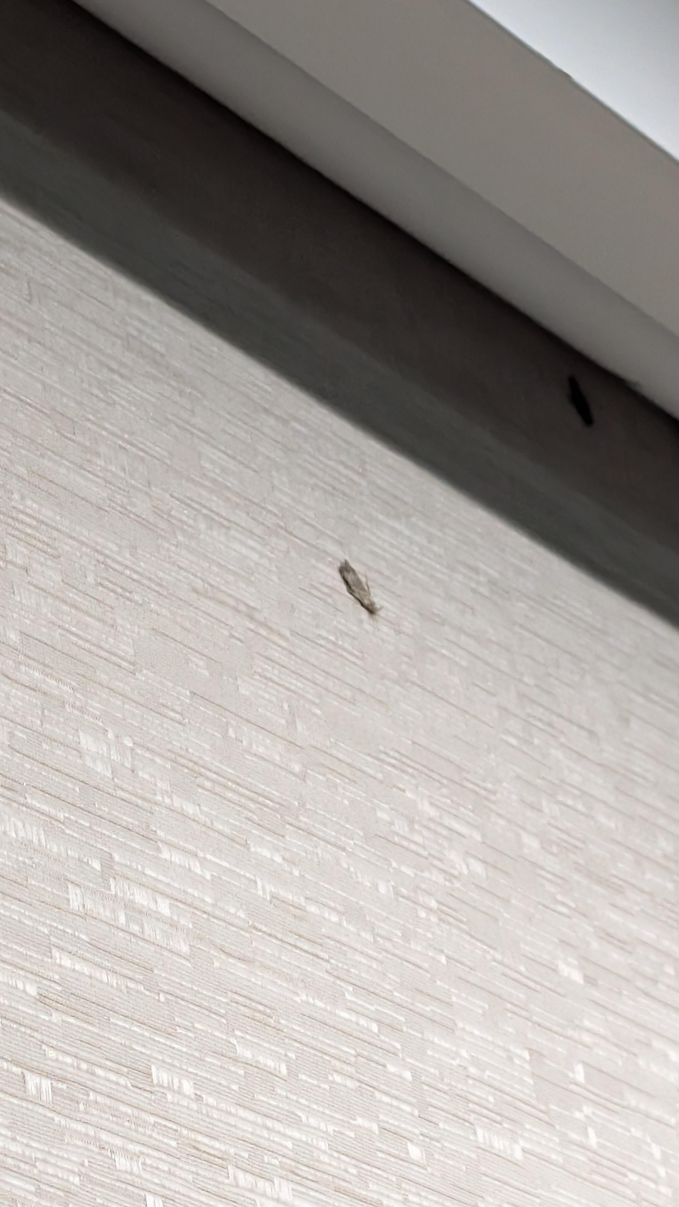 Cockroaches on the window