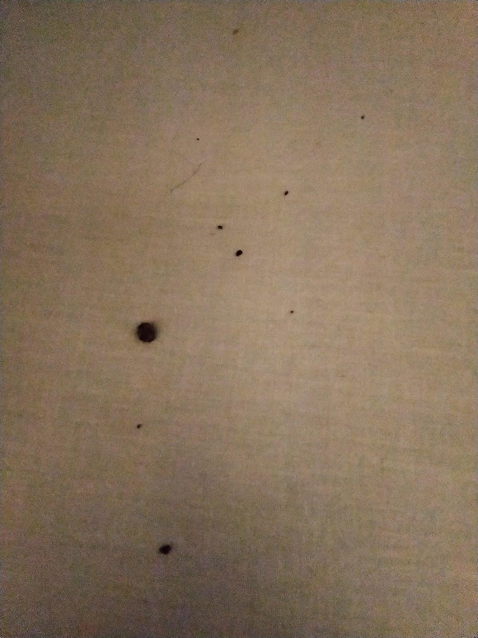 Bed bug nest underneath mattress in between box spring