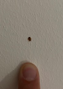 Bed bugs
