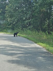 Bear