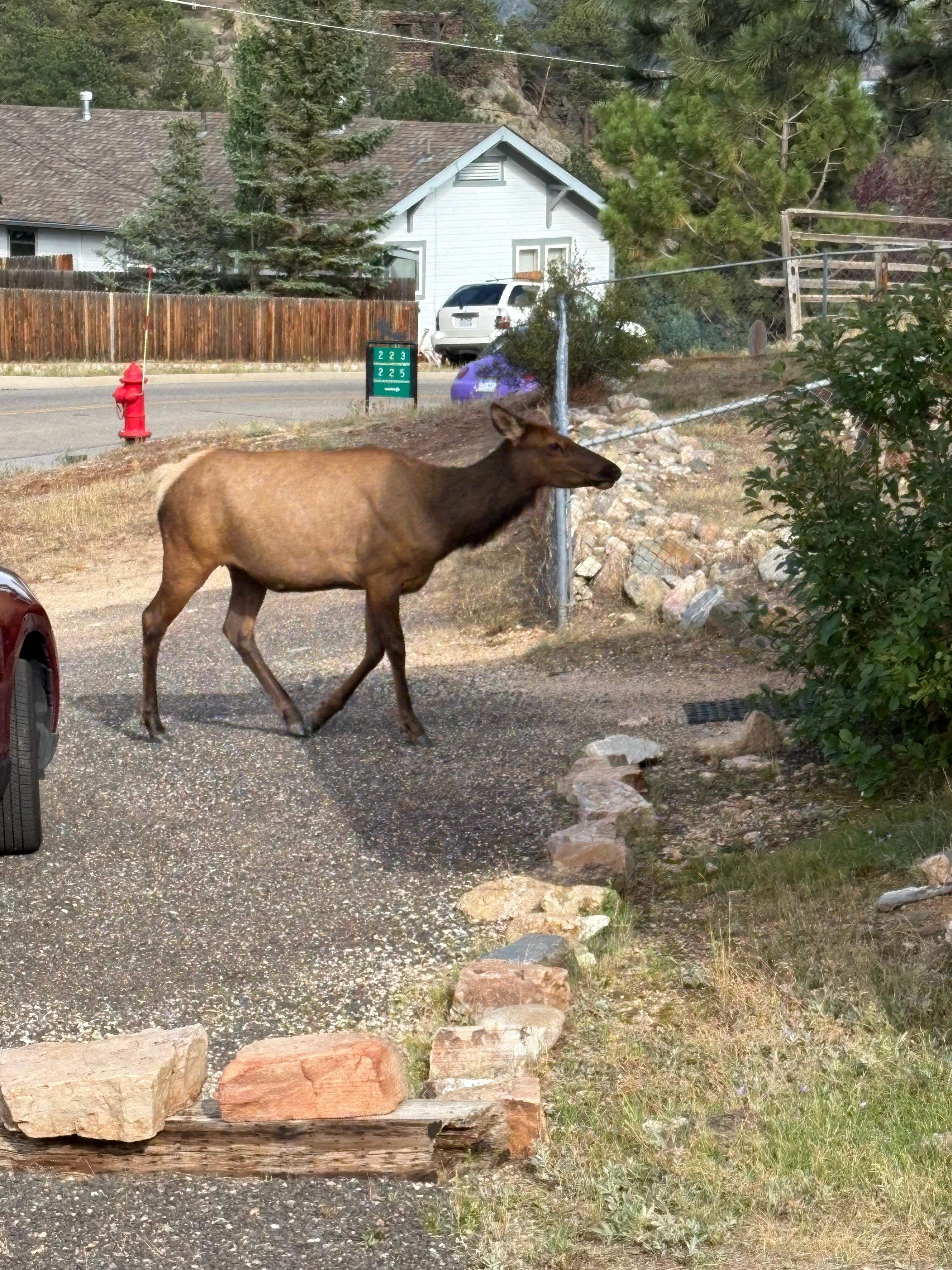 Elk walked right up next door while we were sitting out on the deck. 