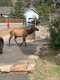 Elk walked right up next door while we were sitting out on the deck.