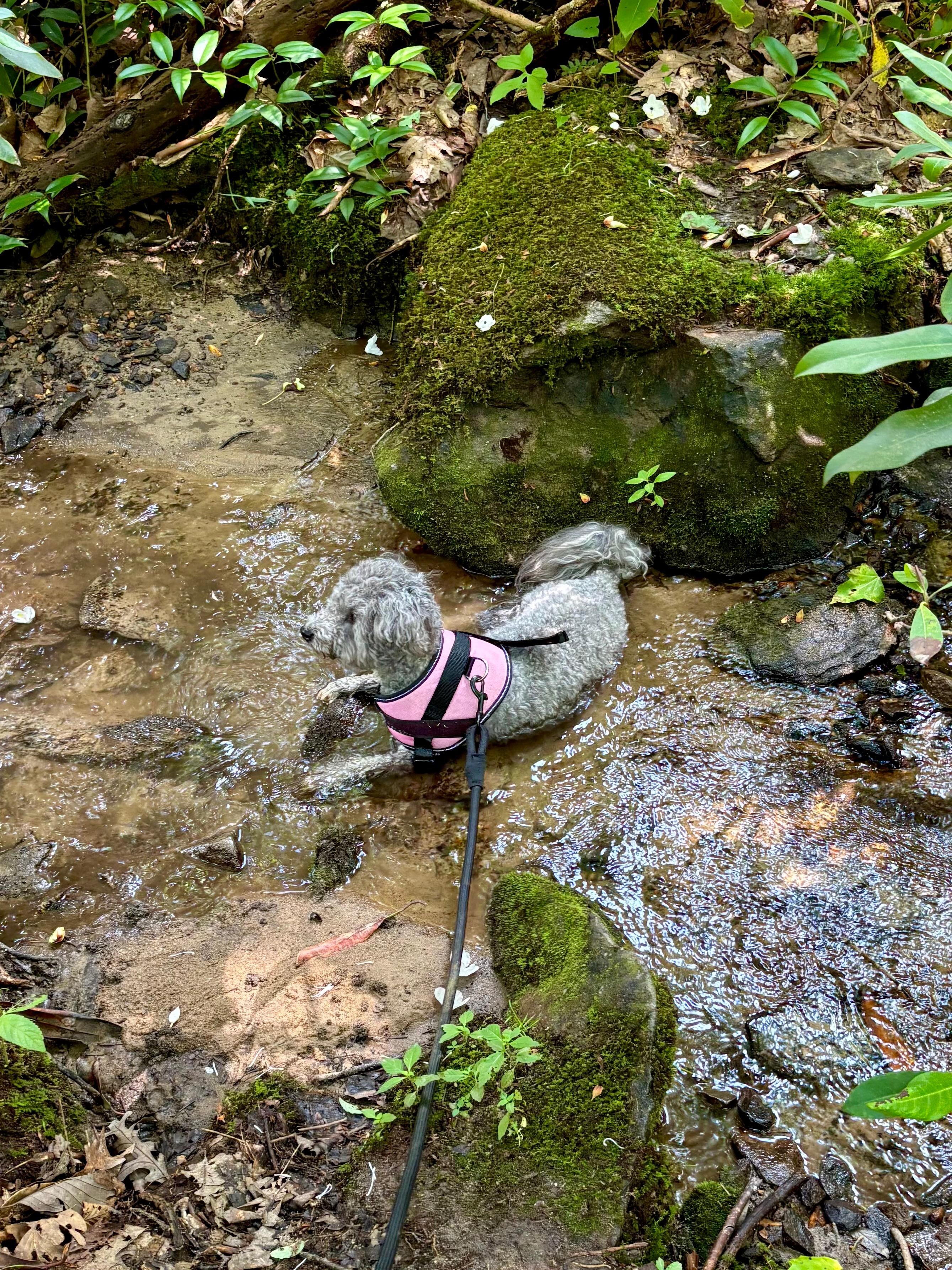 Pup friendly!