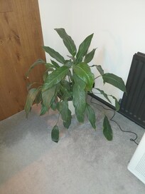 unnecessary plant taking up room for a nice couch