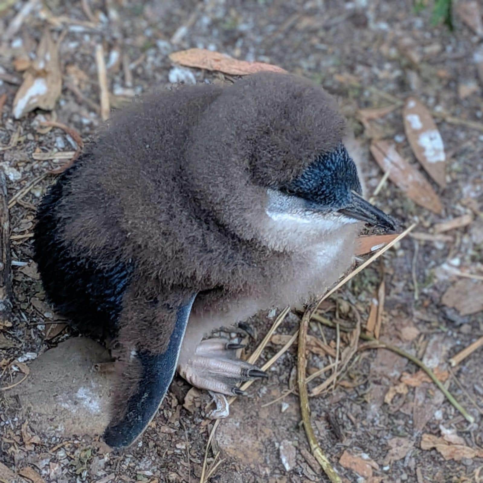 Penguin chick from viewing area at Calico 