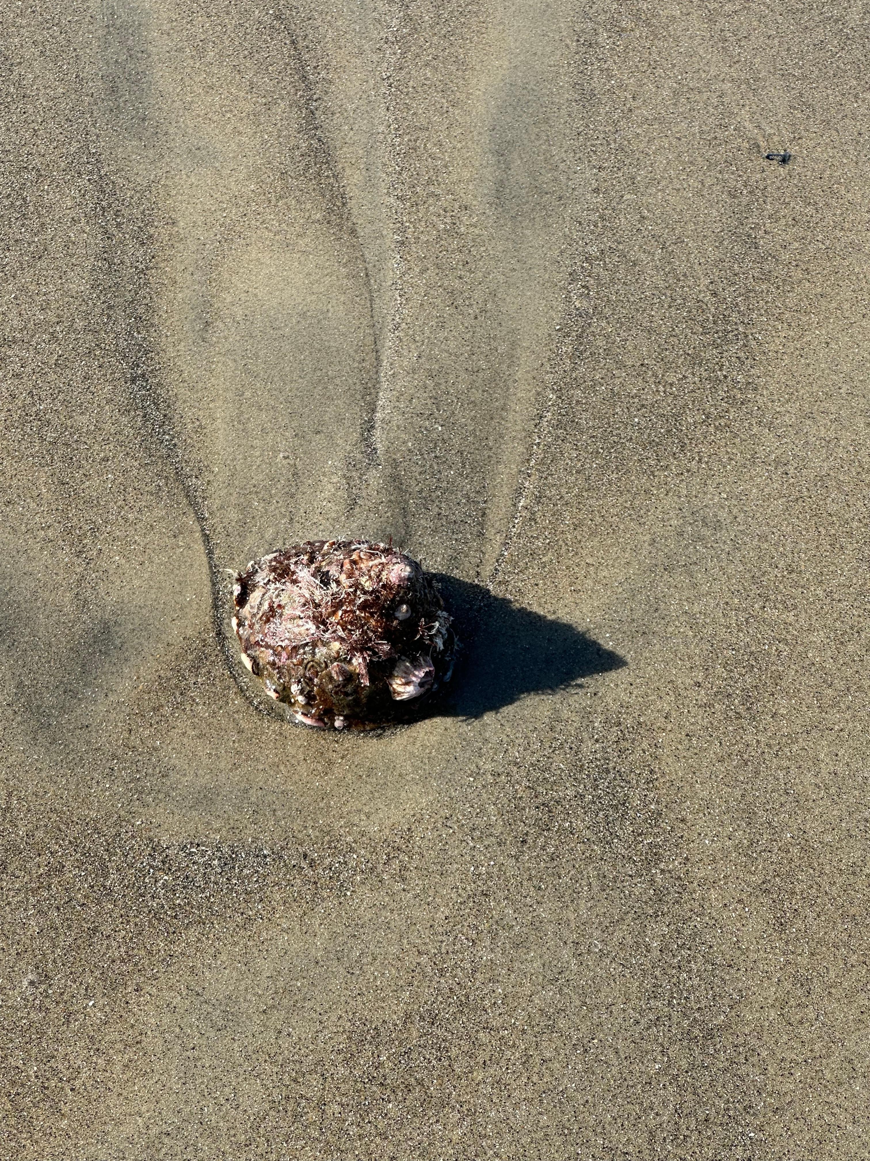 Beautiful shell life