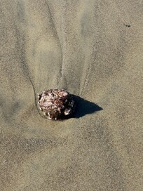 Beautiful shell life