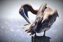 Later morning, pelicans were preening in great glory around the boat slip on Dock Street. Lov