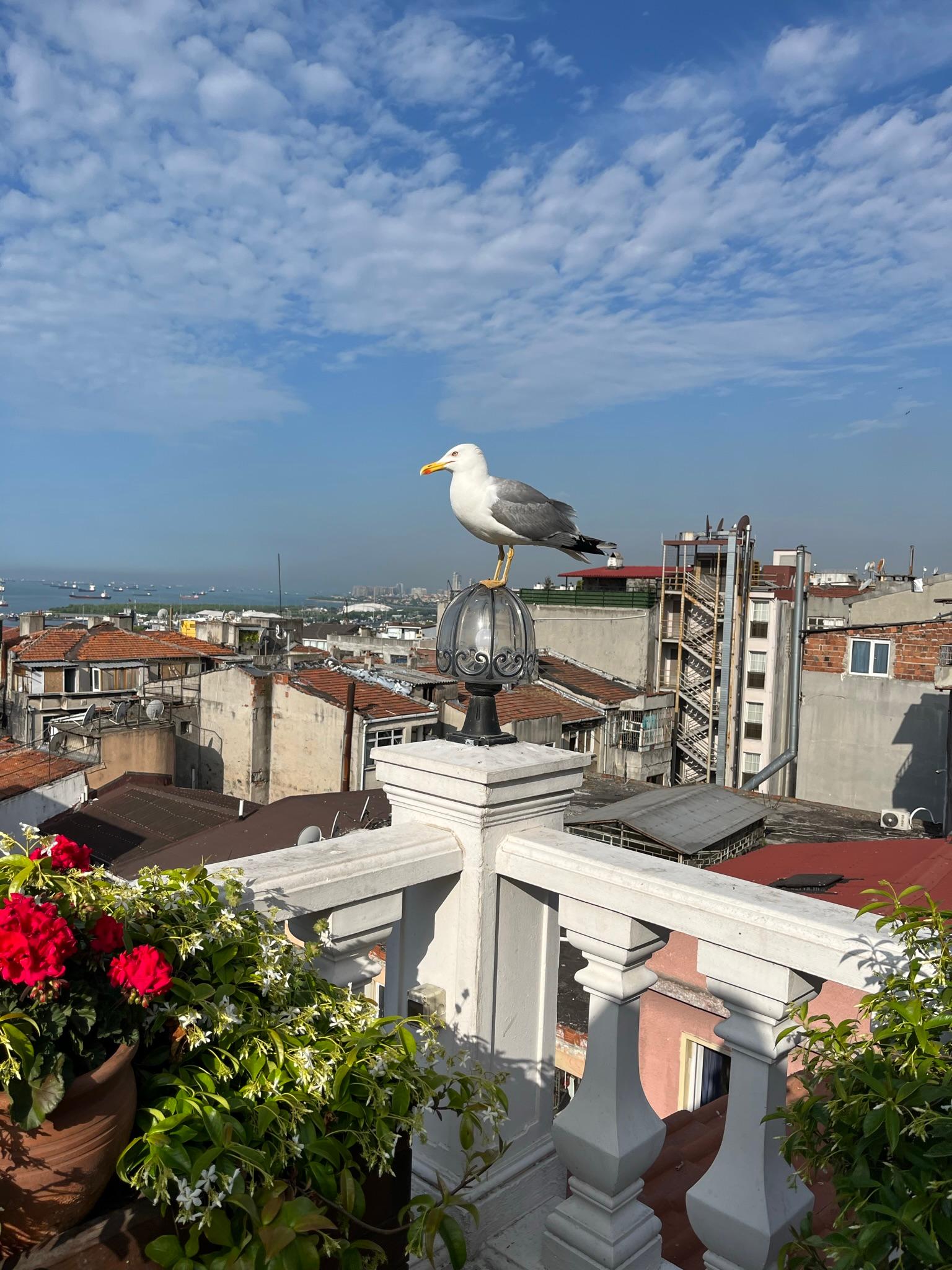 Friendly seagull enjoying the view from the terrace 