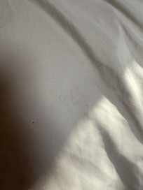 Random peoples hairs we found on our sheets (x1)