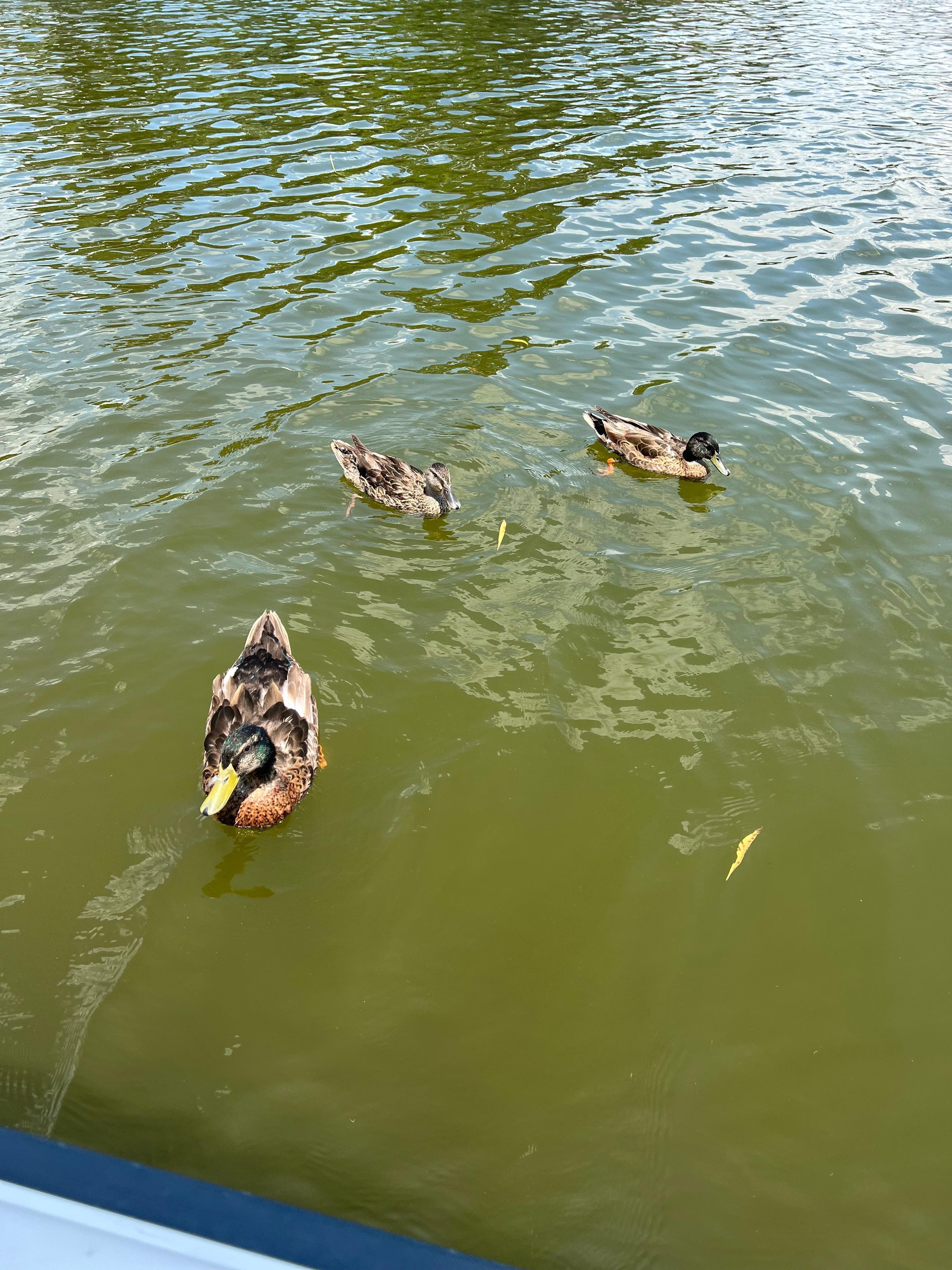The sweet duck family that spent a lot of time with us. 