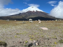 Cotopaxi with herd of wild horses