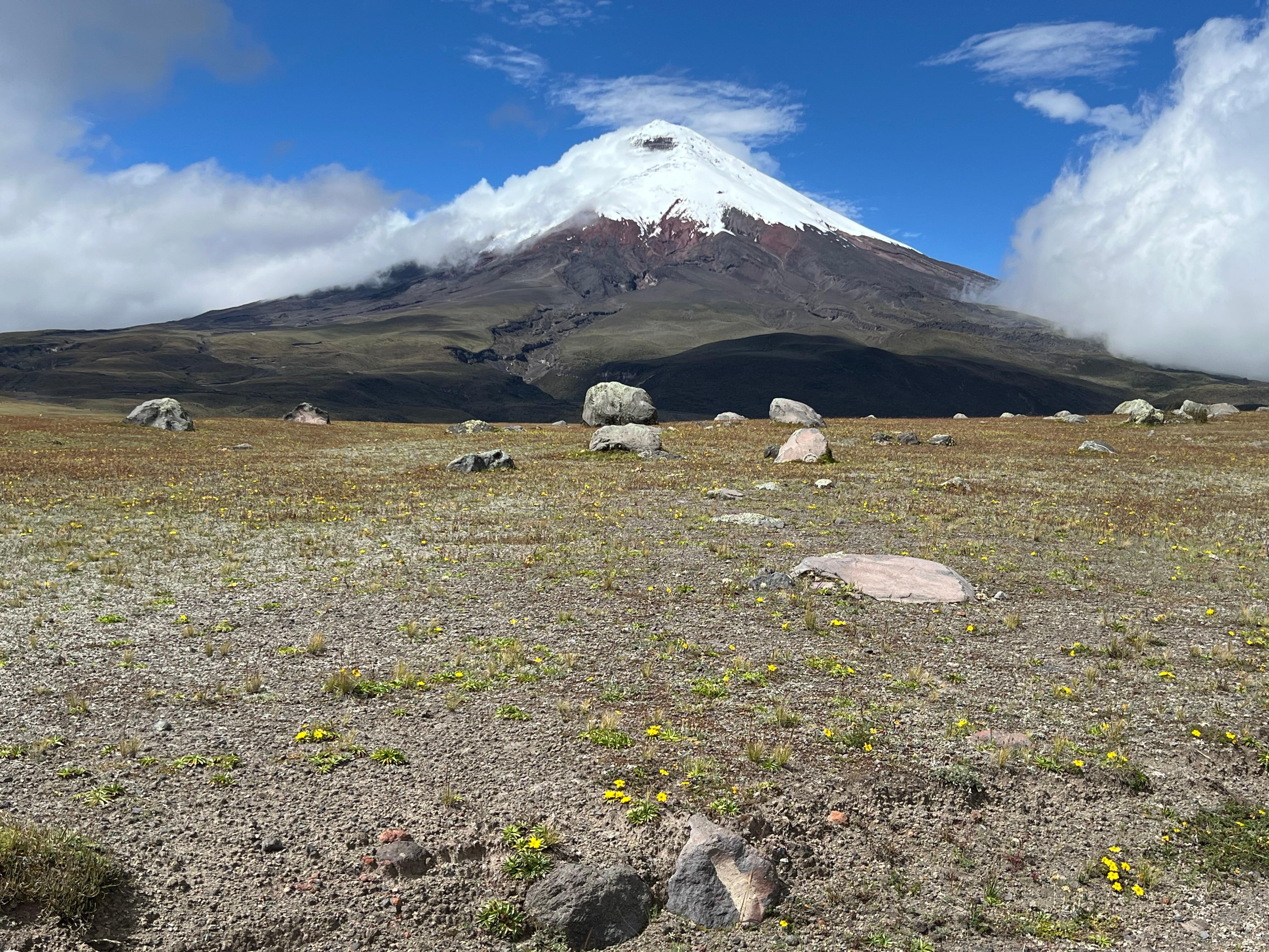 Cotopaxi with herd of wild horses