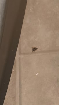 Roach in the bathroom, had to kill a few