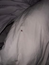 Woke up to baby roach