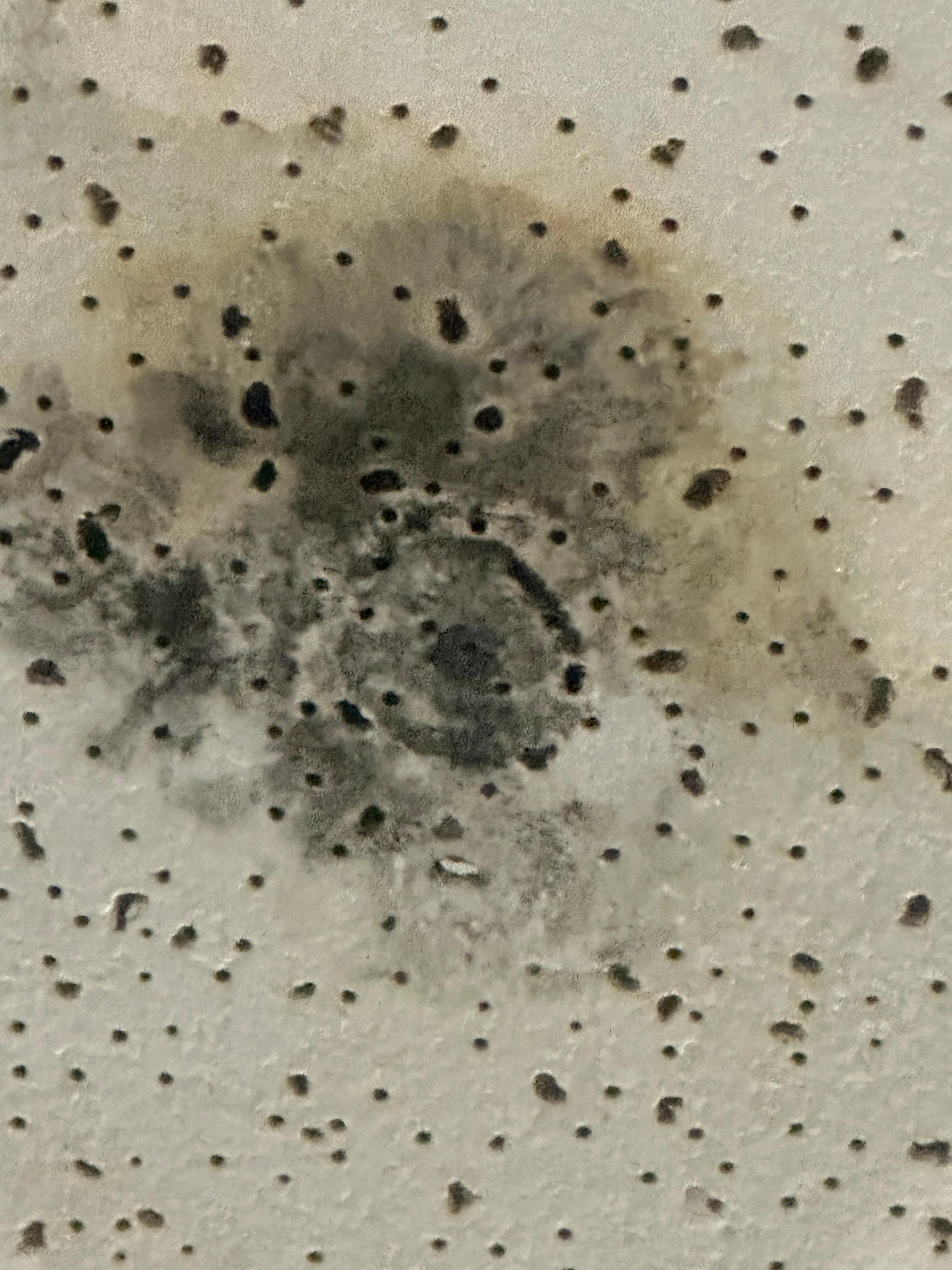 Mold in the hotel it’s all down all the hallways 