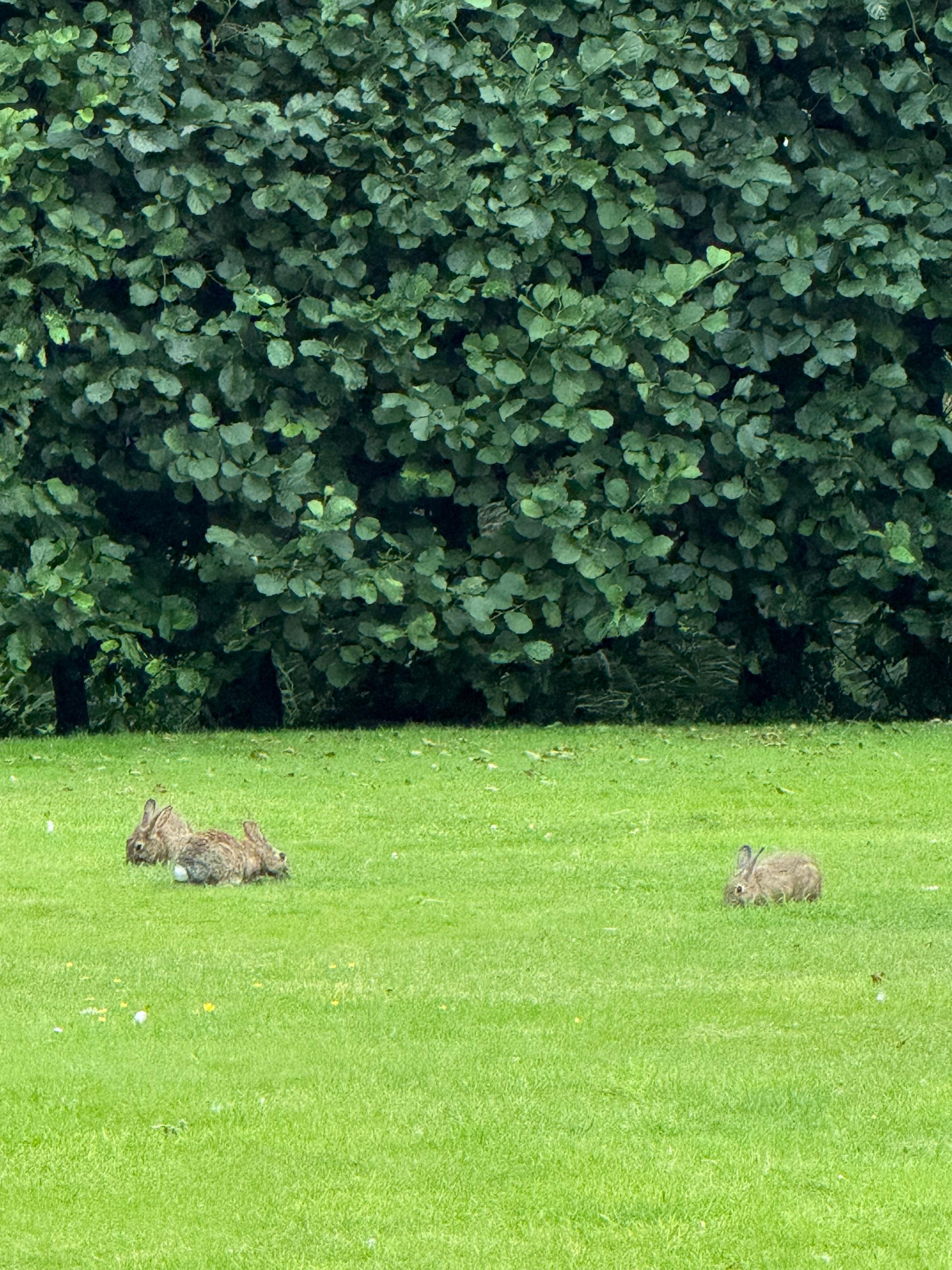 Umliegendes Gelände gibt es Hasen und Vögel