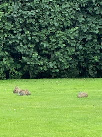 Umliegendes Gelände gibt es Hasen und Vögel