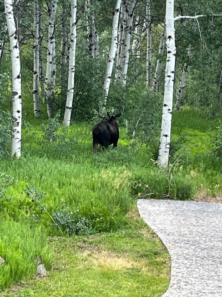Moose near driveway