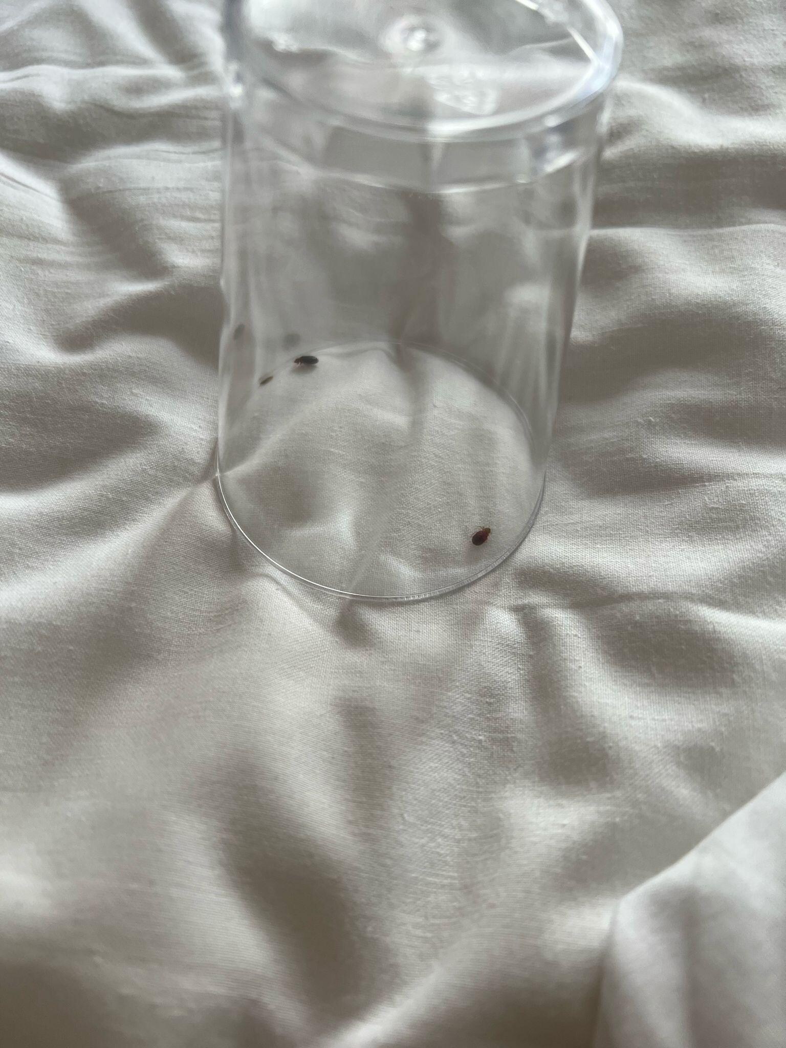 Found bed bugs