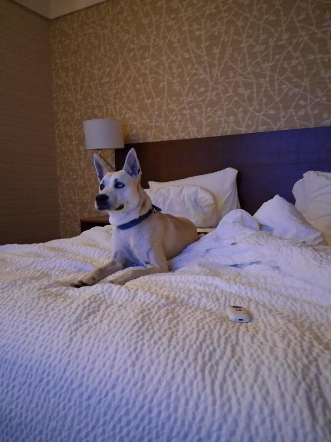 Pet friendly and beautiful, comfy rooms.