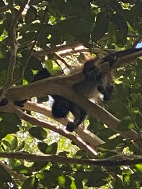 Les singes de l’hôtel