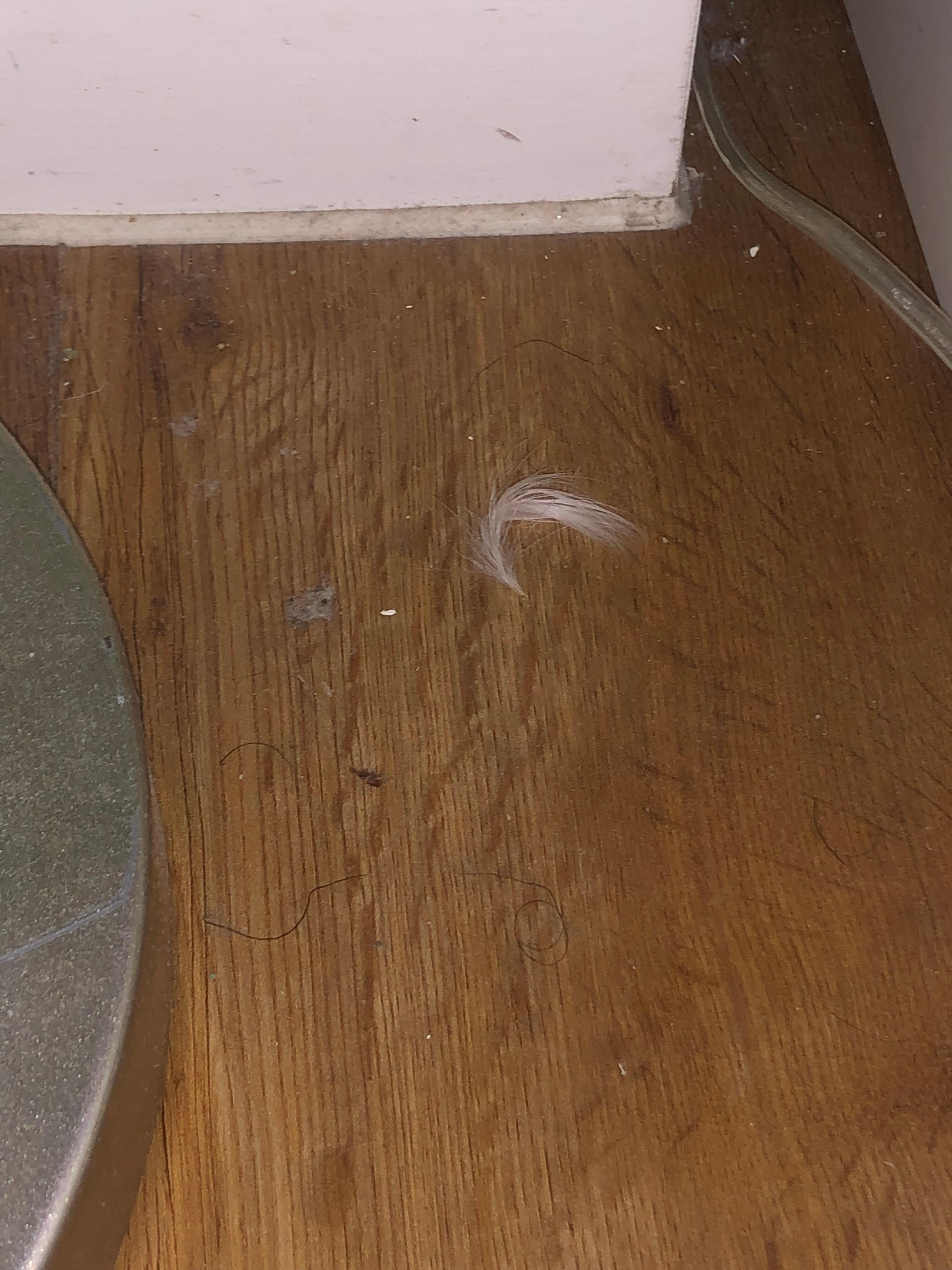 Dust, hair, dirt, stains, etc. in the kitchen