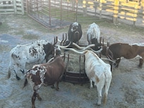 Fort Worth Stockyards