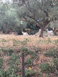 Local goats (who were very quiet)
