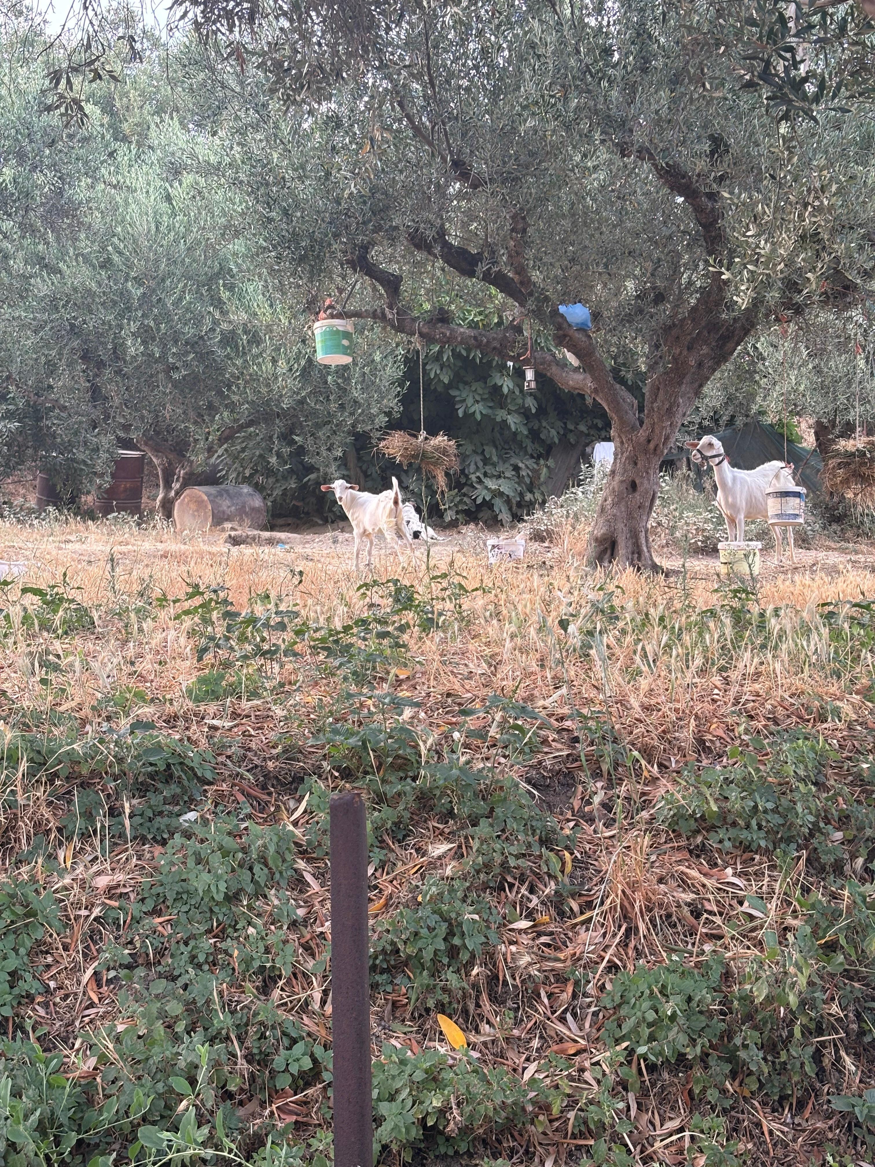Local goats (who were very quiet)