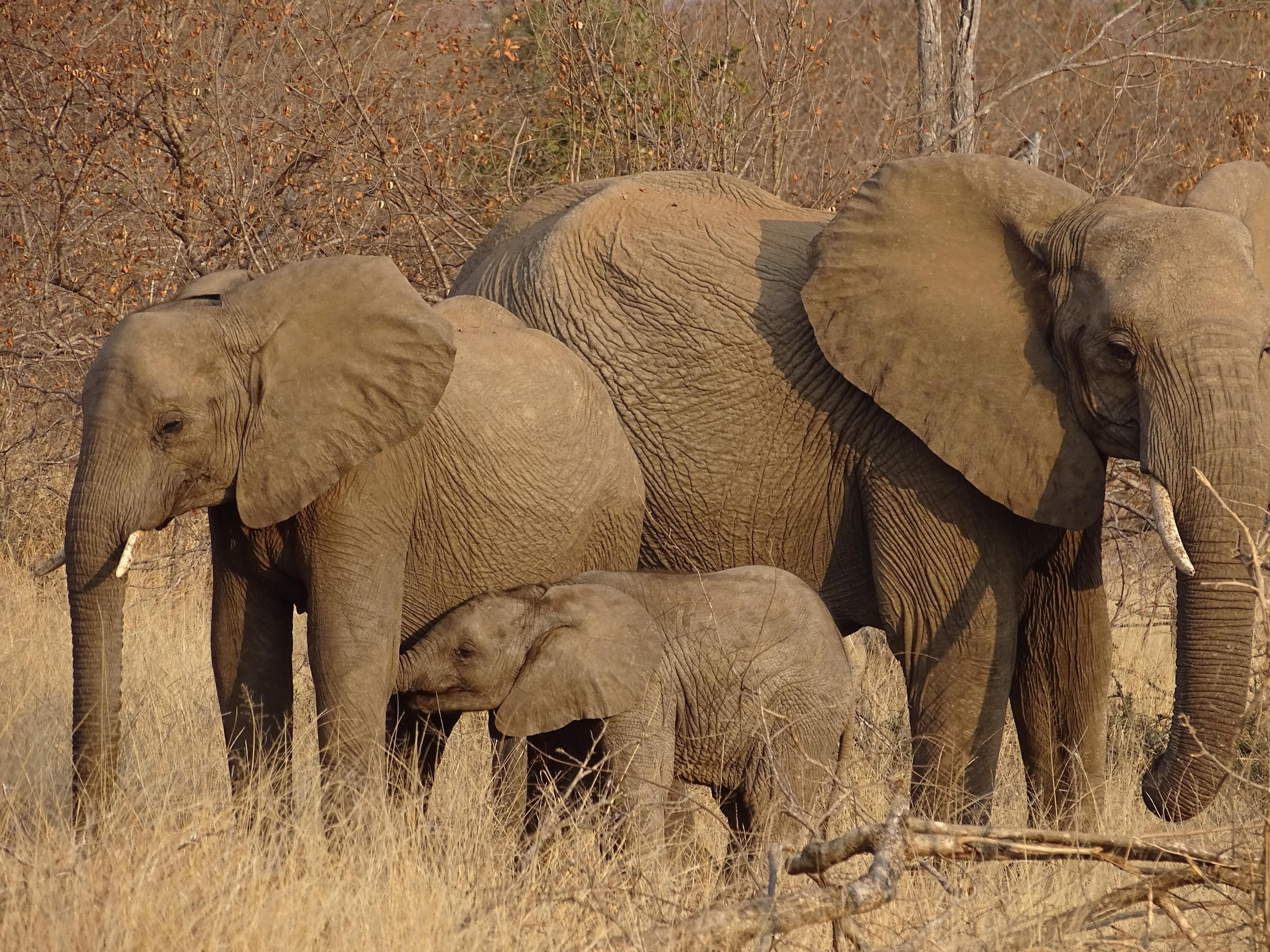 Une partie du groupe d'éléphants pendant un morning drive