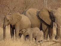 Une partie du groupe d'éléphants pendant un morning drive