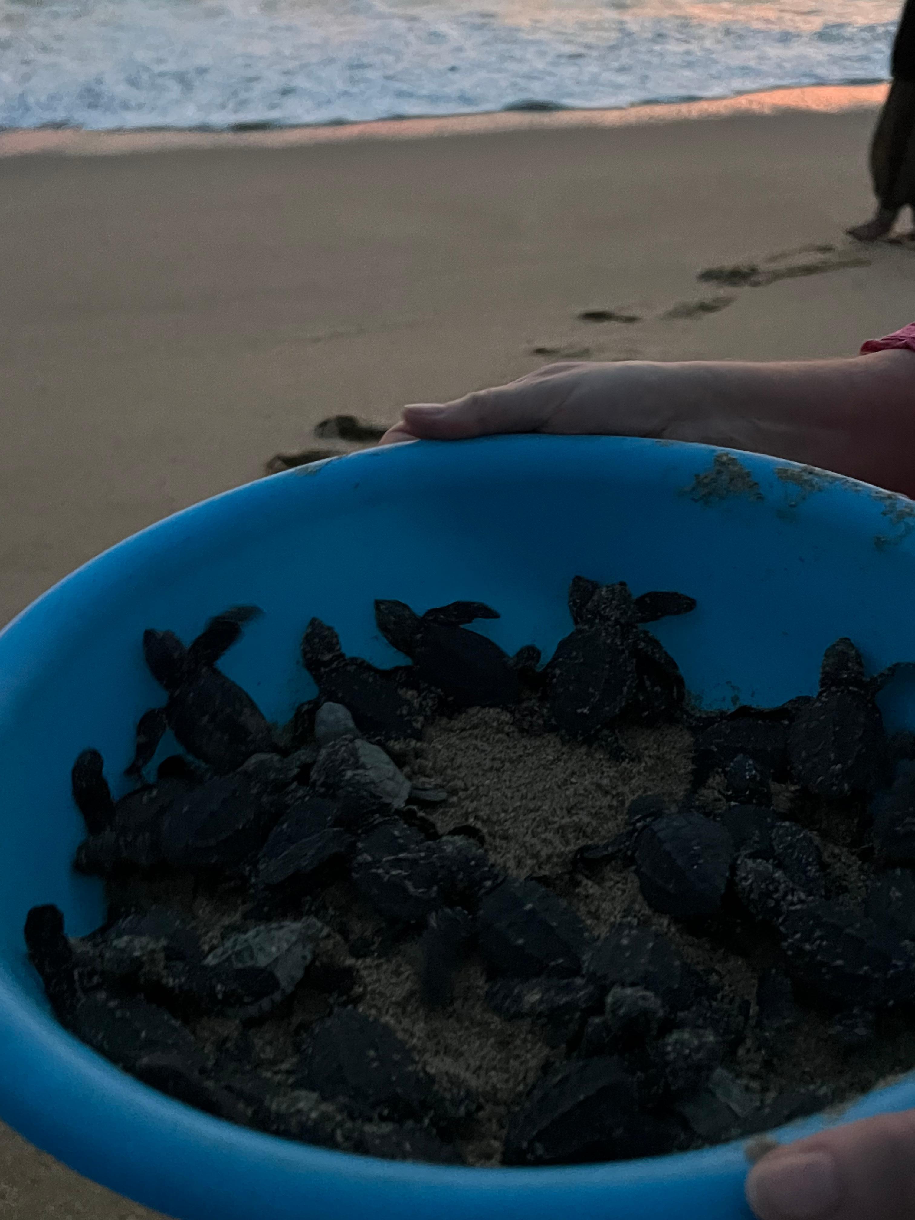 Baby turtle release, a must!