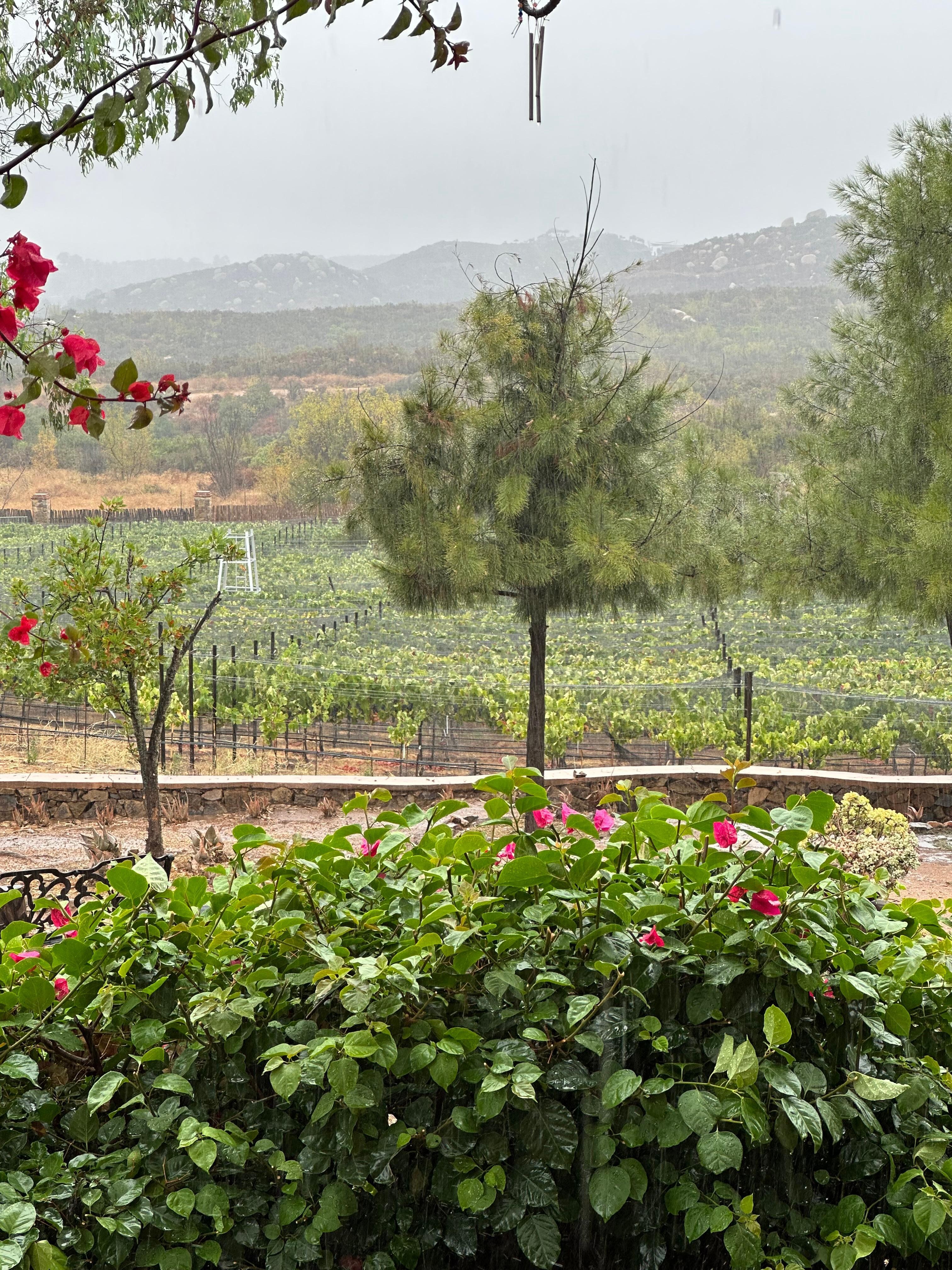 Vegetación y viñedo.