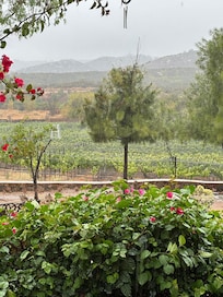 Vegetación y viñedo.